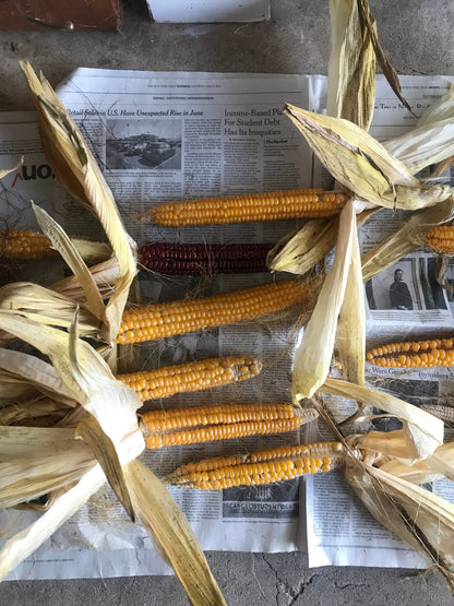 Wapsie Valley Corn - Brooklyn Granary & Mill
